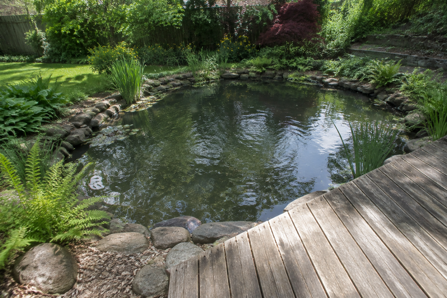 A quiet garden pond in daylight