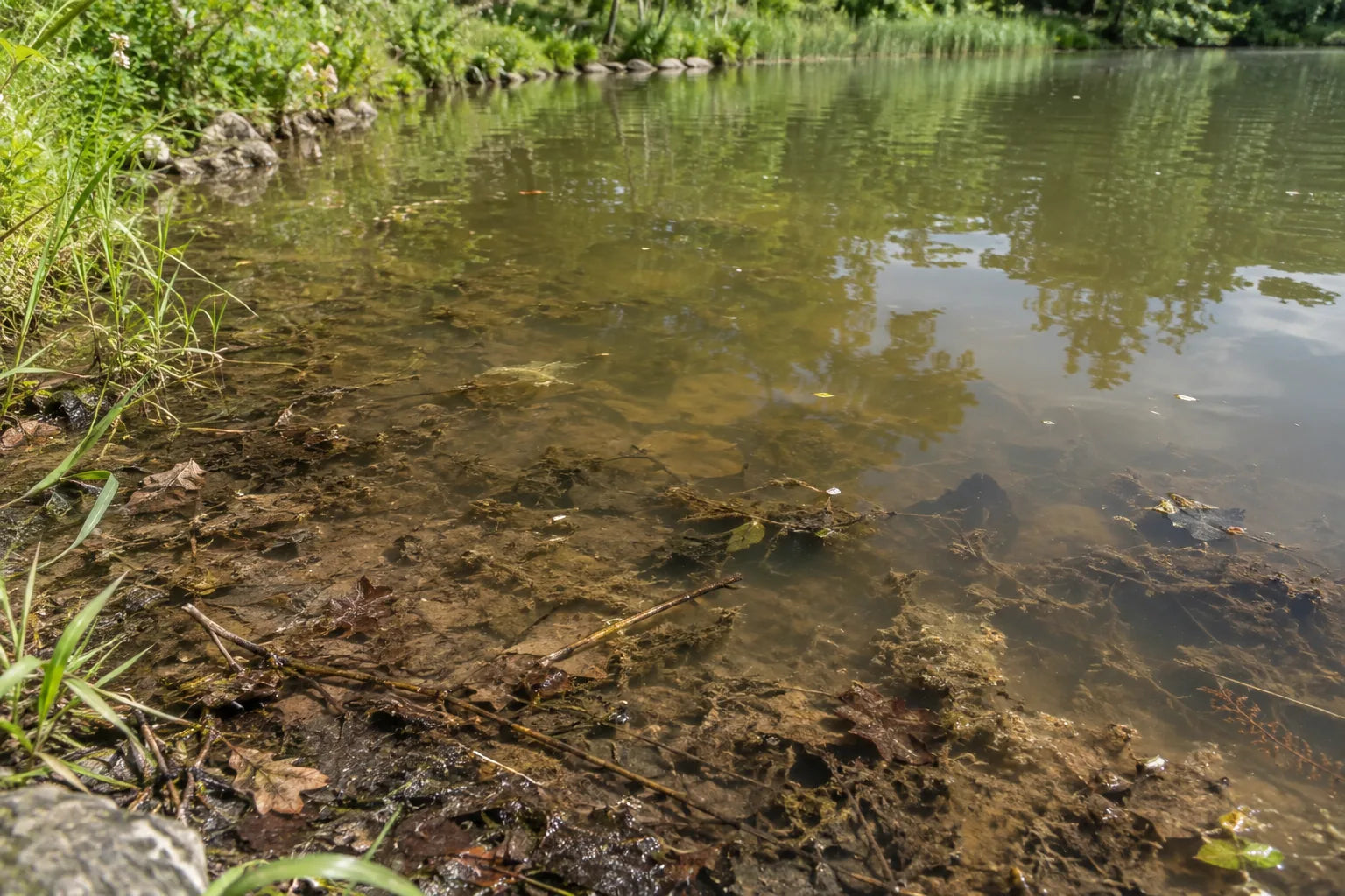 Illustrative pond edge with accumulated organic muck and sludge.